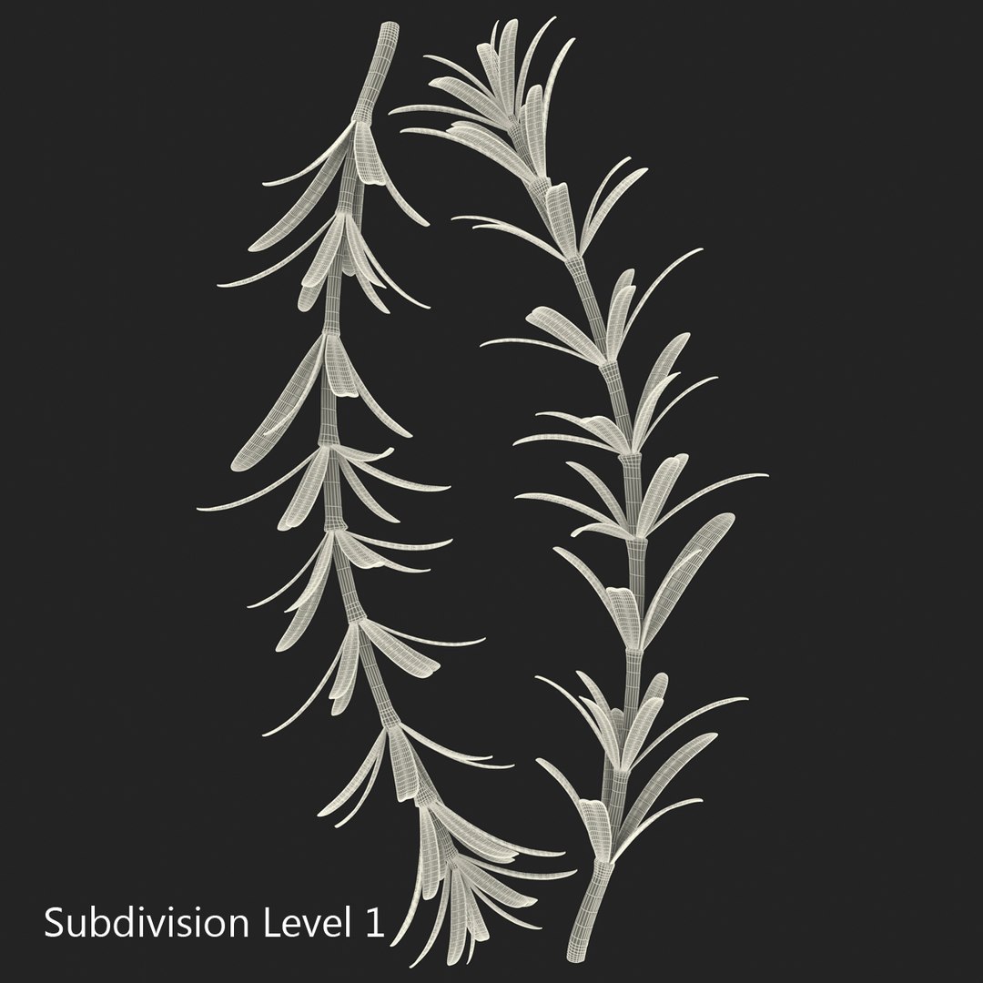 3d rosemary model https://p.turbosquid.com/ts-thumb/5o/Ise7iH/W4dwVh07/rosemary_10/jpg/1420827956/1920x1080/fit_q87/c7407245eb2ed75df92a74fa0c4c5f5cf6a06fda/rosemary_10.jpg