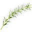 Rosemary