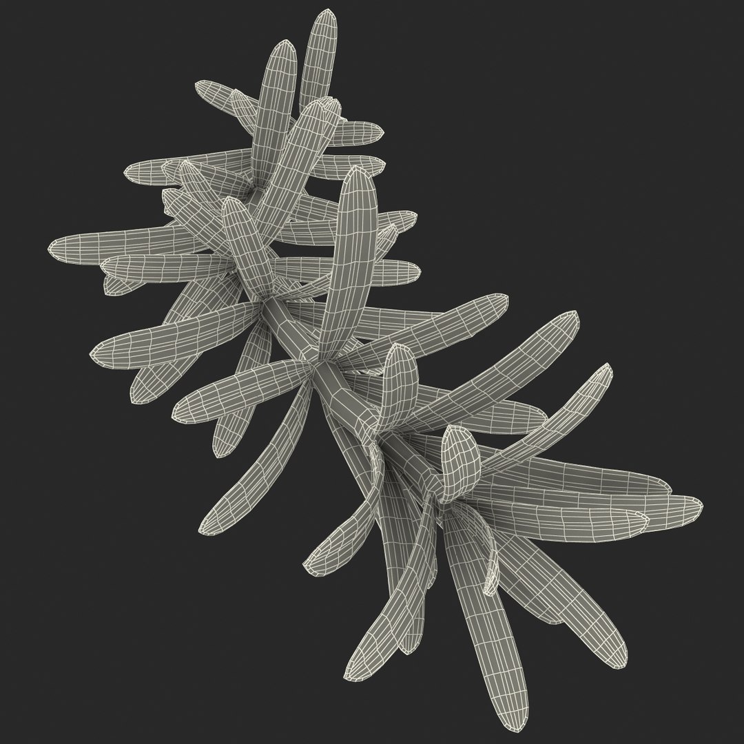 3d rosemary model https://p.turbosquid.com/ts-thumb/5o/Ise7iH/aGqxPO42/rosemary_3/jpg/1420827945/1920x1080/fit_q87/60897b93a5e2cf5848c6aed32be718088d1300e3/rosemary_3.jpg
