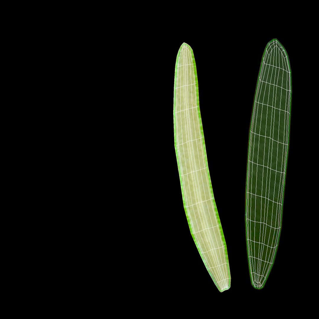 3d rosemary model https://p.turbosquid.com/ts-thumb/5o/Ise7iH/ahyHuZFn/rosemary_4/jpg/1420827946/1920x1080/fit_q87/aa4e02796e9cdd0a4abf910f3f3f3987796b02d7/rosemary_4.jpg
