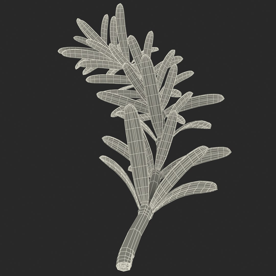 3d rosemary model https://p.turbosquid.com/ts-thumb/5o/Ise7iH/bRcYMW4Y/rosemary_7/jpg/1420827951/1920x1080/fit_q87/3b9c147705f6af6daf4192e9773642c92bf7dda3/rosemary_7.jpg