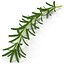 Rosemary