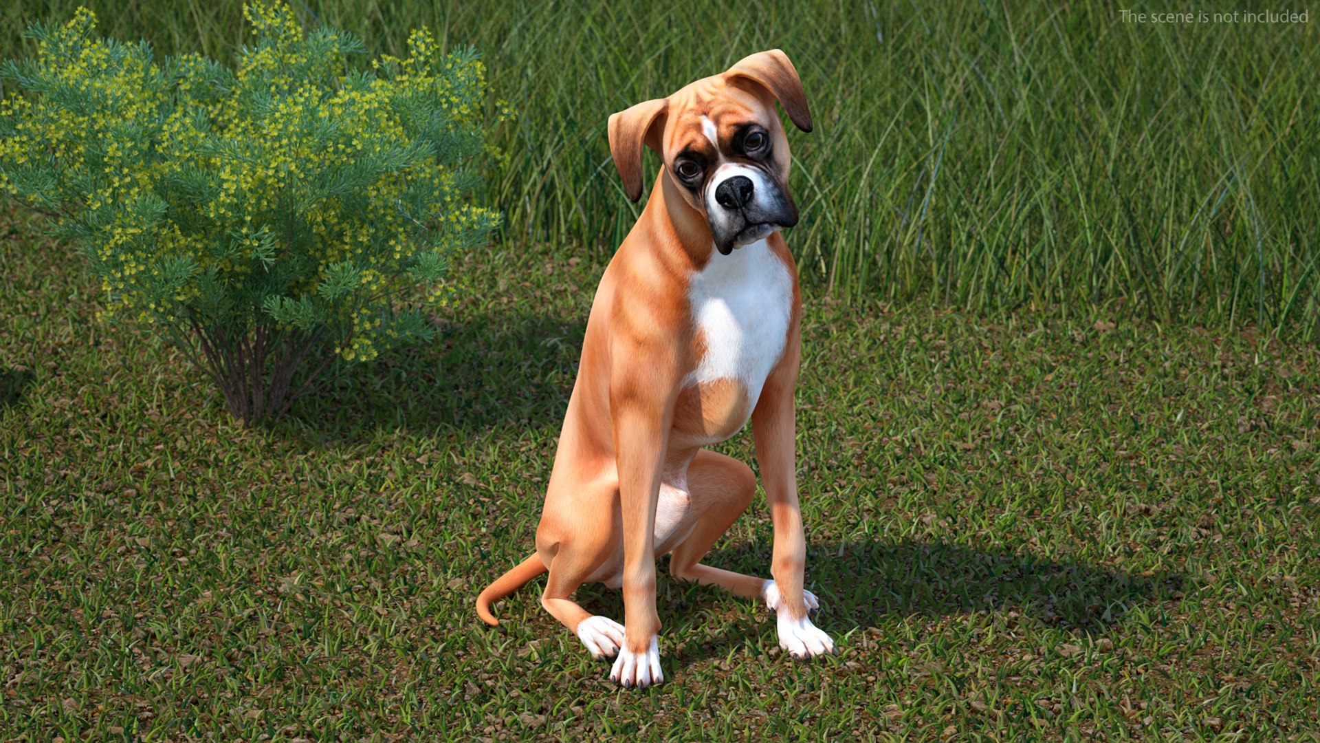 3D Boxer Dog Rigged model https://p.turbosquid.com/ts-thumb/5o/SyQPu8/2h/boxerdogrigged3dmodel005/jpg/1720048321/1920x1080/fit_q87/c8bd07fb472765b82dccf59be8f897fbad23b33c/boxerdogrigged3dmodel005.jpg
