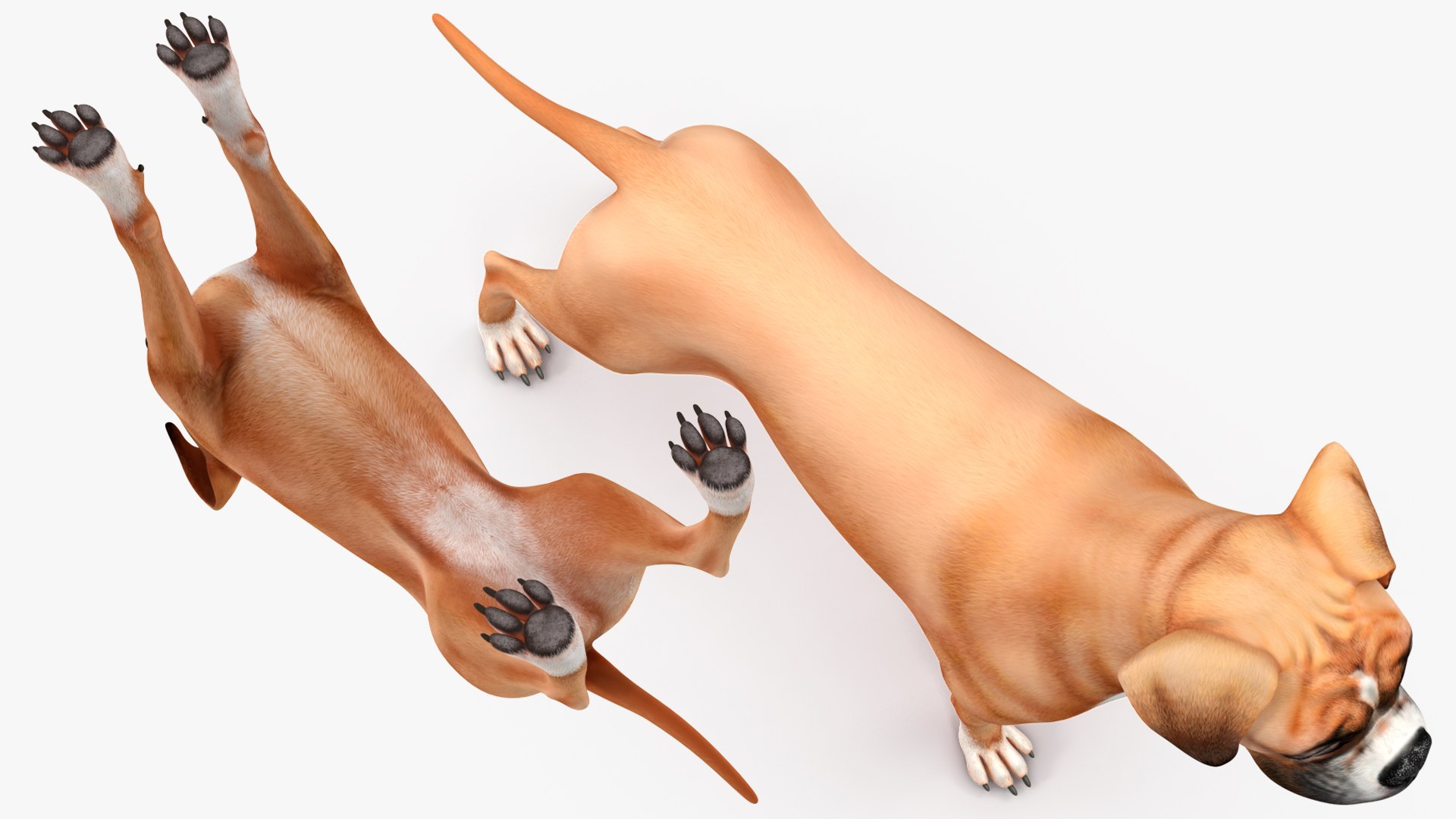 3D Boxer Dog Rigged model https://p.turbosquid.com/ts-thumb/5o/SyQPu8/B4/boxerdogrigged3dmodel020/jpg/1720048378/1920x1080/fit_q87/7ab9fd773fa409580111931d4c267393bc306dd7/boxerdogrigged3dmodel020.jpg