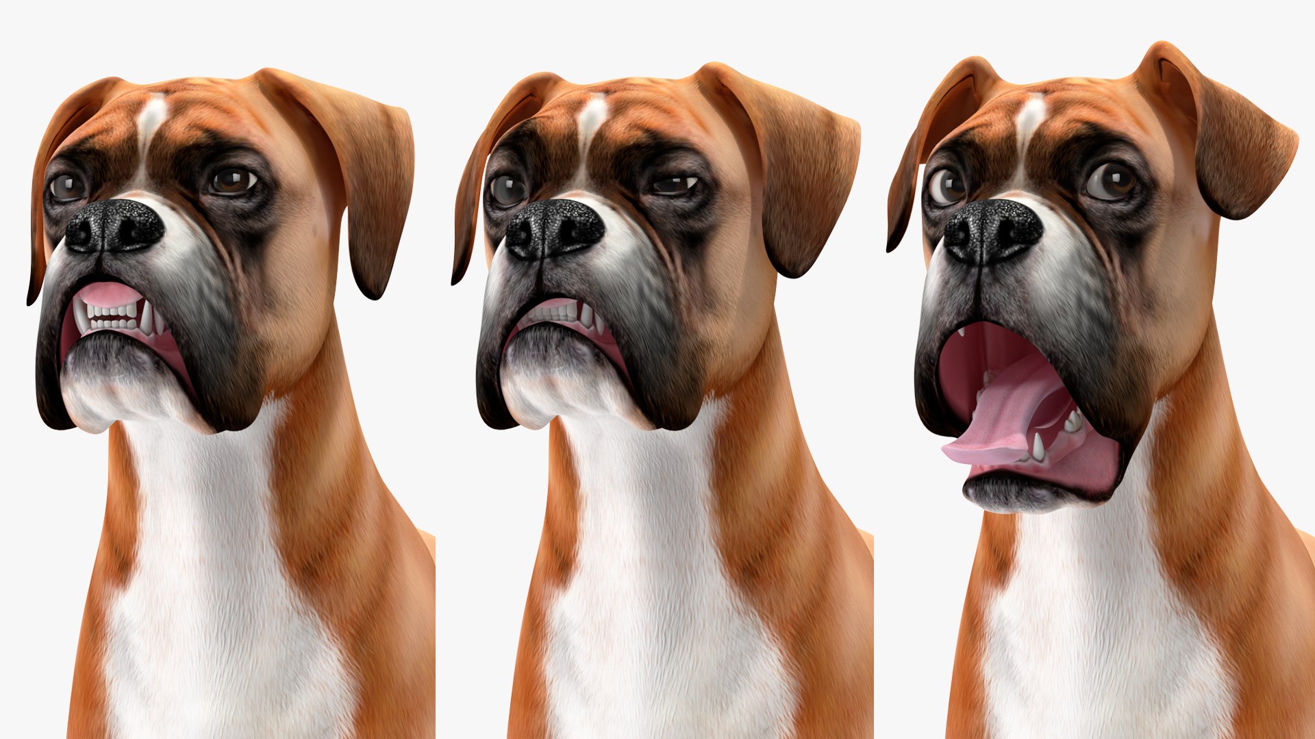 3D Boxer Dog Rigged model https://p.turbosquid.com/ts-thumb/5o/SyQPu8/G6/boxerdogrigged3dmodel032/jpg/1720048420/1920x1080/fit_q87/18815c195f3154d761e51f2bdd4e4c61d2a4e120/boxerdogrigged3dmodel032.jpg