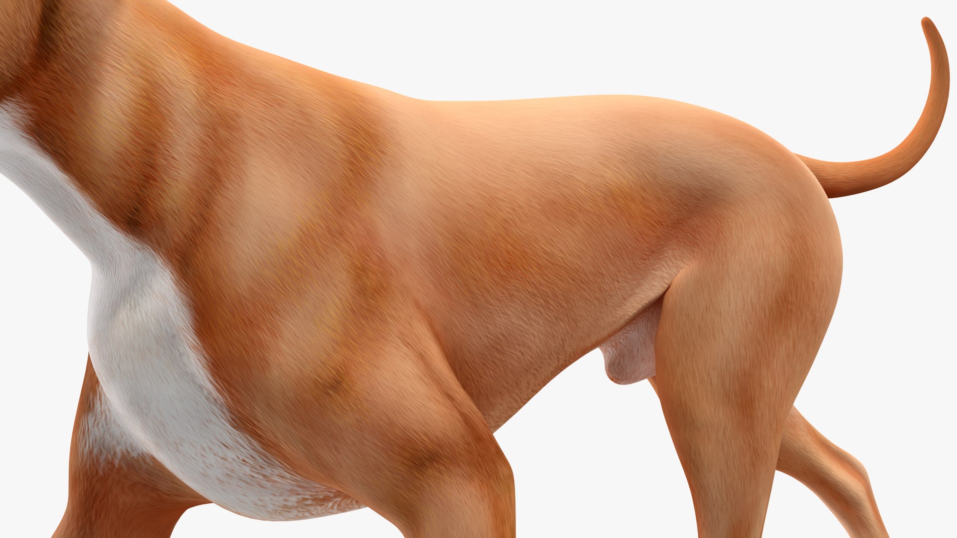 3D Boxer Dog Rigged model https://p.turbosquid.com/ts-thumb/5o/SyQPu8/KO/boxerdogrigged3dmodel024/jpg/1720048392/1920x1080/fit_q87/70879aae2431561031990ab2ff6b636658a33630/boxerdogrigged3dmodel024.jpg