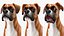 복서 개 조작