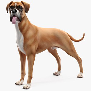 3D Boxer Dog Rigged model