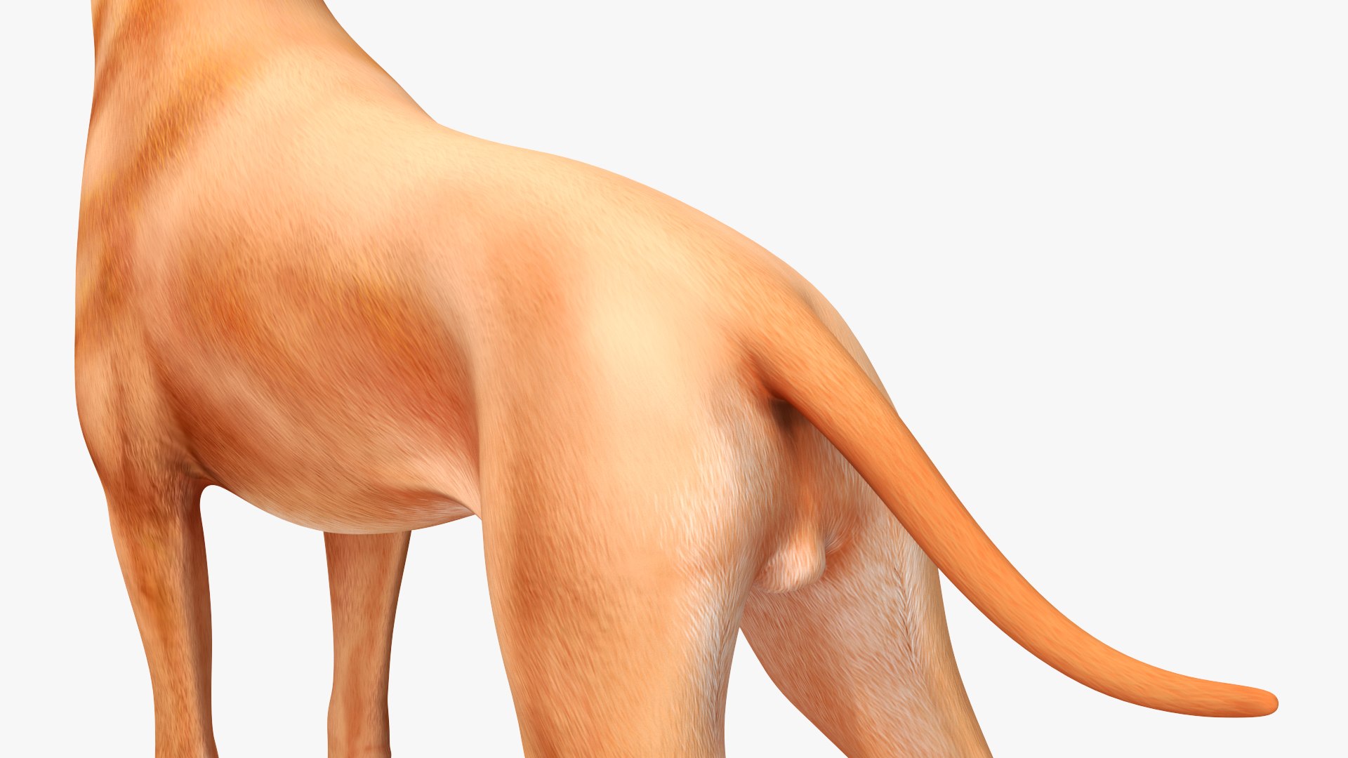 3D Boxer Dog Rigged model https://p.turbosquid.com/ts-thumb/5o/SyQPu8/hX/boxerdogrigged3dmodel025/jpg/1720048395/1920x1080/fit_q87/8ad7e9890838e22cf1a341a37826df855b62c888/boxerdogrigged3dmodel025.jpg
