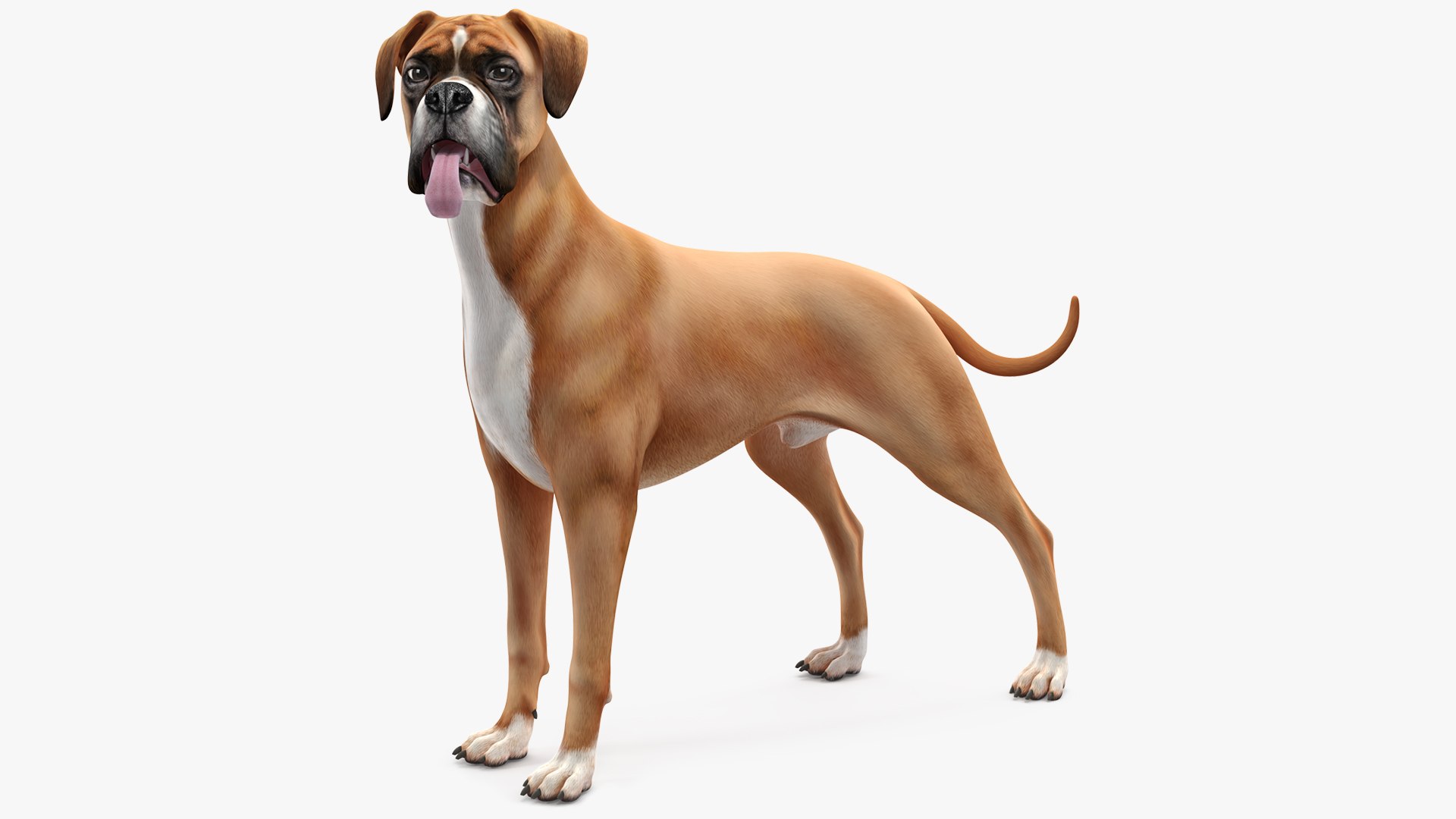 Boxer Dog Rigged 3D model preview