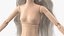 Barbie Doll Without Clothes Rigged