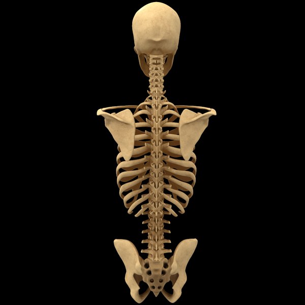 3D torso skeleton spine anatomy - TurboSquid 1398609