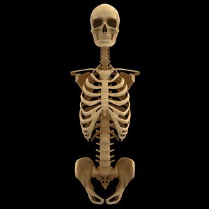3D torso skeleton spine anatomy