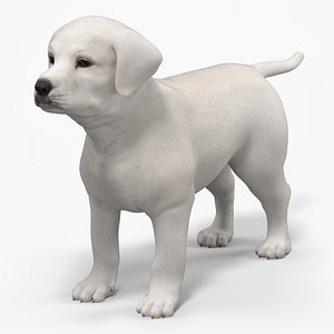 3D White Labrador Retriever Puppy