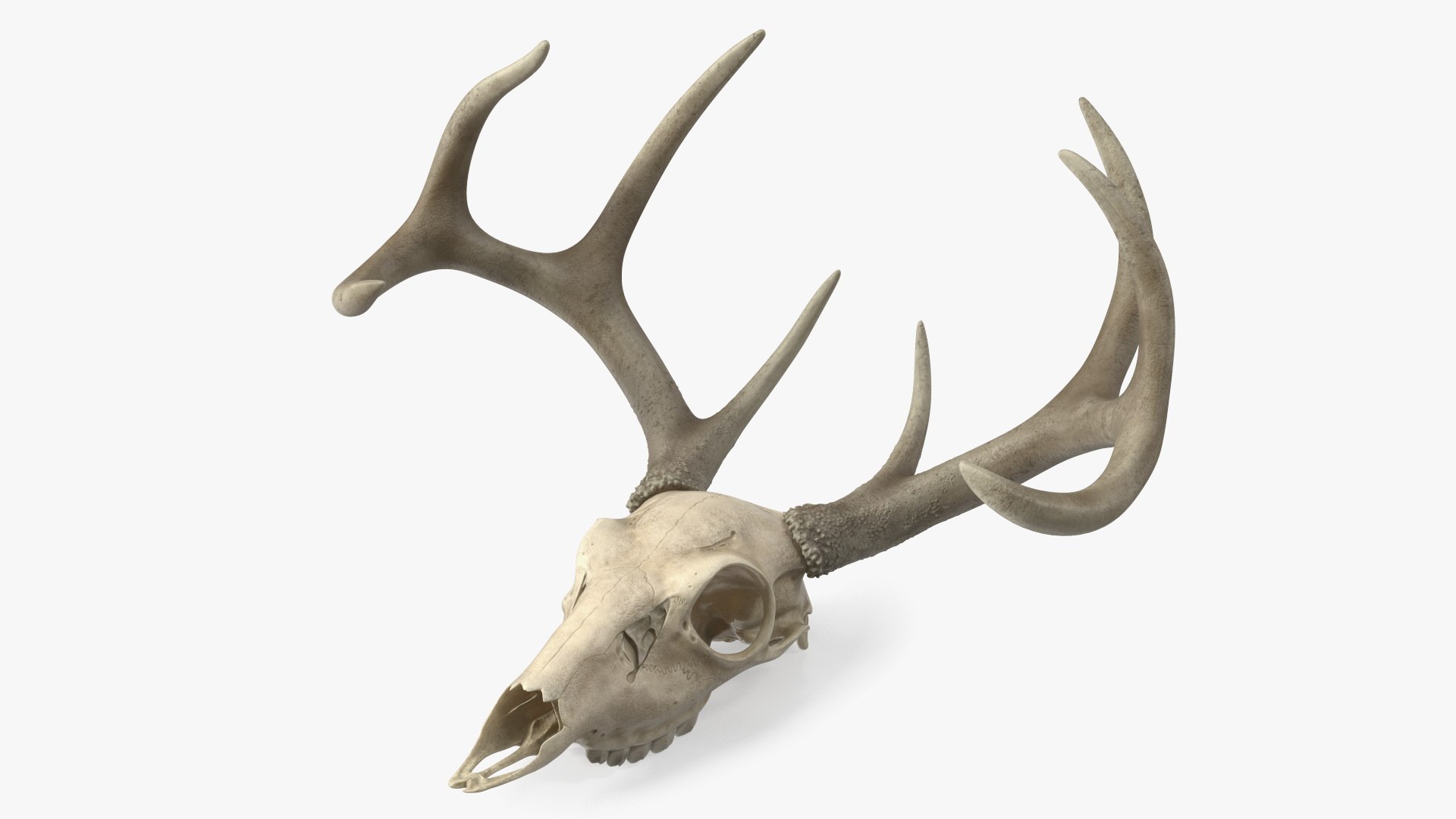 Deer Skull with Antlers 3D model preview