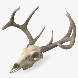 Deer Skull with Antlers