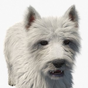 3D West Highland White Terrier Standing Pose Fur for Cinema 4D