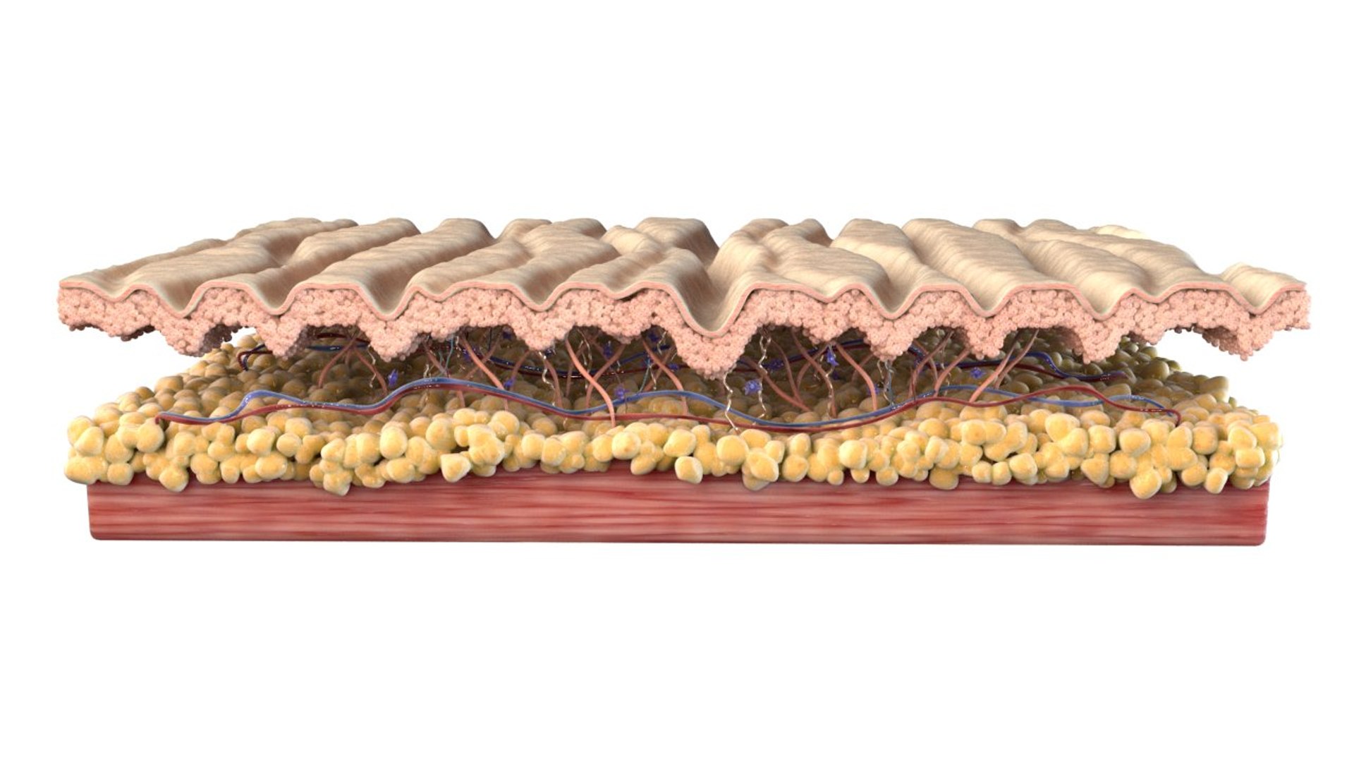 skin cross section 3D model https://p.turbosquid.com/ts-thumb/5o/priD0W/7c8iwtWi/skin_layers_wrinkled_r_0004_undry/jpg/1529027428/1920x1080/fit_q87/08853609cf5e9d668170fe89a1003d77632cff6b/skin_layers_wrinkled_r_0004_undry.jpg