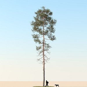 3d realistic pine tree