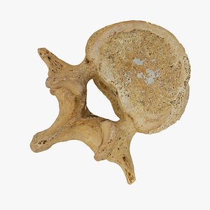 lumbar vertebrae l1 l5 3D