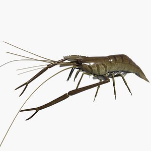 Freshwater Prawn Minamitenagaebi