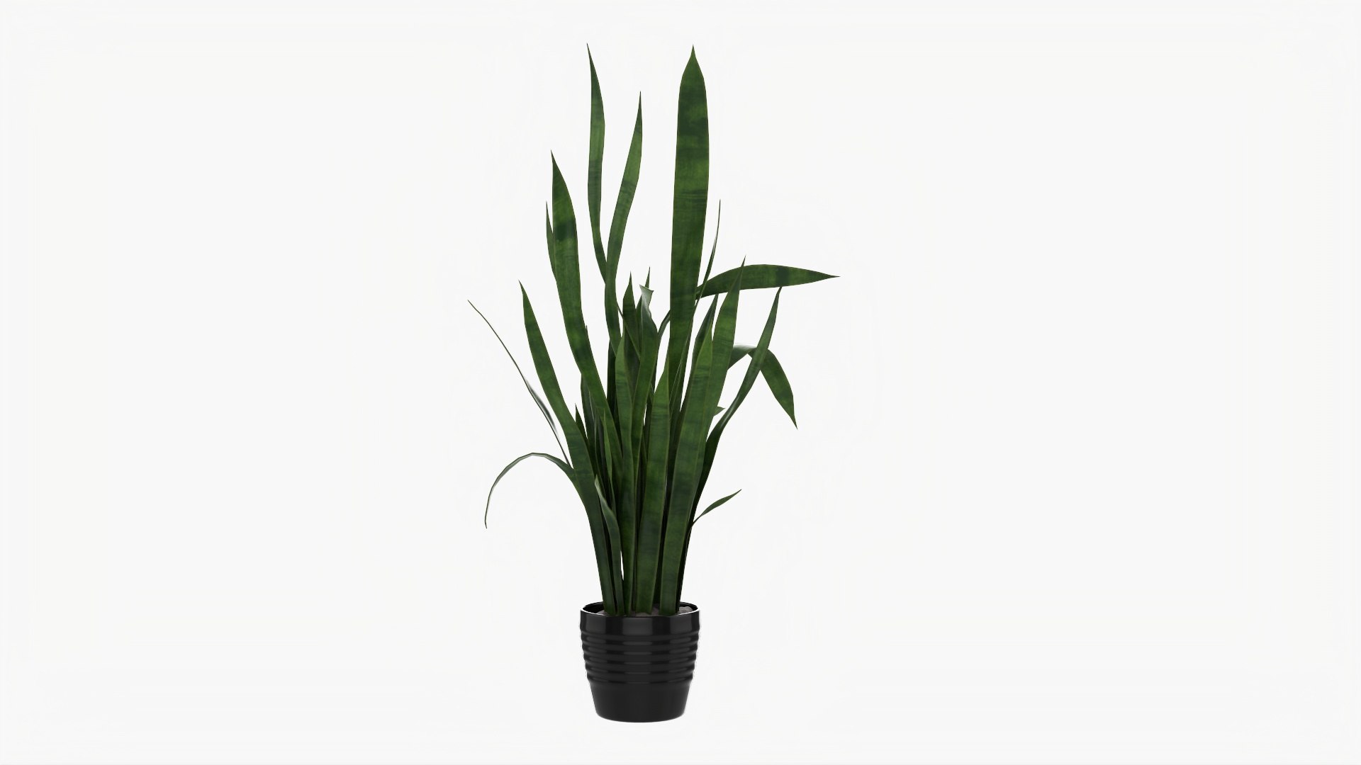 3D Snake Plant Dracaena Trifasciata 02 Model - TurboSquid 1770717