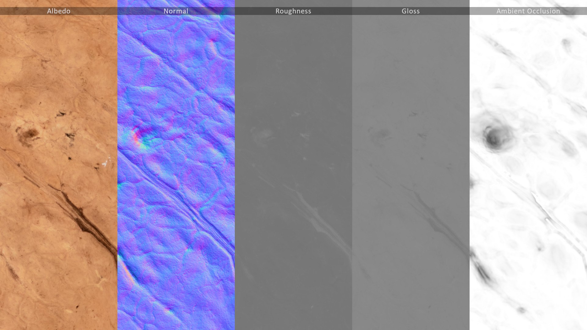 3D Walnut Unshelled 2 - TurboSquid 1954027