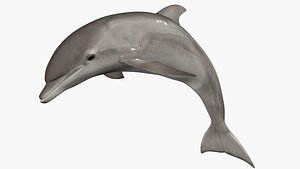 Atlantic Bottlenose Dolphin 3D model