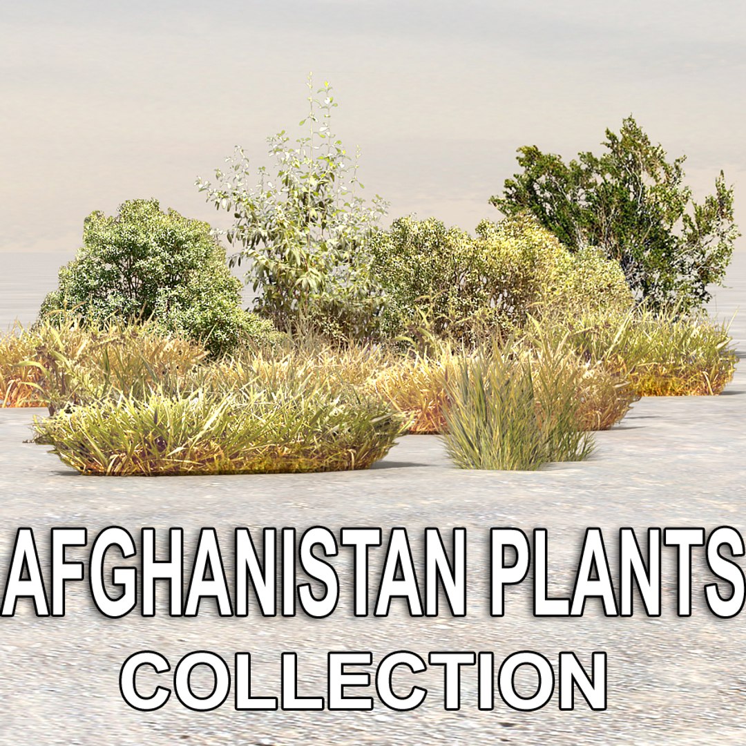 plants afghanistan 3d max https://p.turbosquid.com/ts-thumb/5p/EZgwza/80djLQ7T/bush03/jpg/1330523977/1920x1080/fit_q87/003ae1887c03950f1778e2e1621d853e0155847a/bush03.jpg