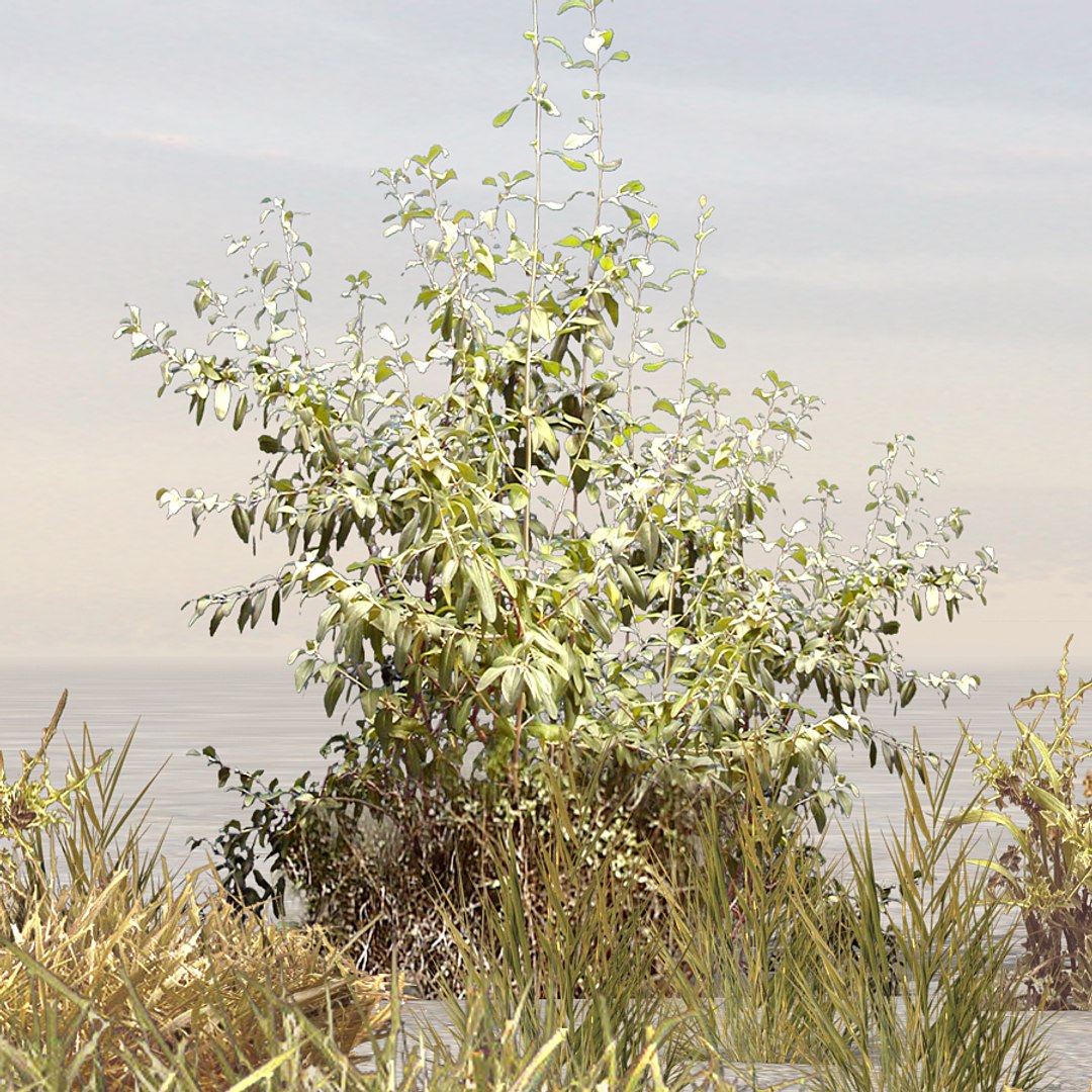 plants afghanistan 3d max https://p.turbosquid.com/ts-thumb/5p/EZgwza/A6h4y4Br/bush08/jpg/1330523977/1920x1080/fit_q87/7455ad4a36680f46d16f05b531cbfe8aae8366f3/bush08.jpg