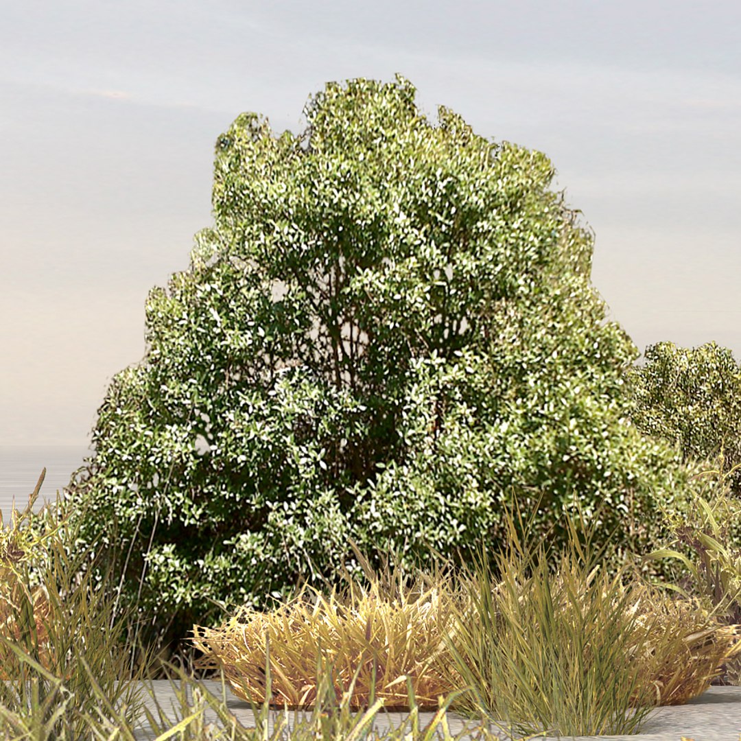 plants afghanistan 3d max https://p.turbosquid.com/ts-thumb/5p/EZgwza/bQXsr08U/bush07/jpg/1330523977/1920x1080/fit_q87/3d7ce1e1356239a23c628c60c51840e1b56181f5/bush07.jpg