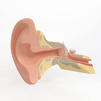 3d model of the inner ear