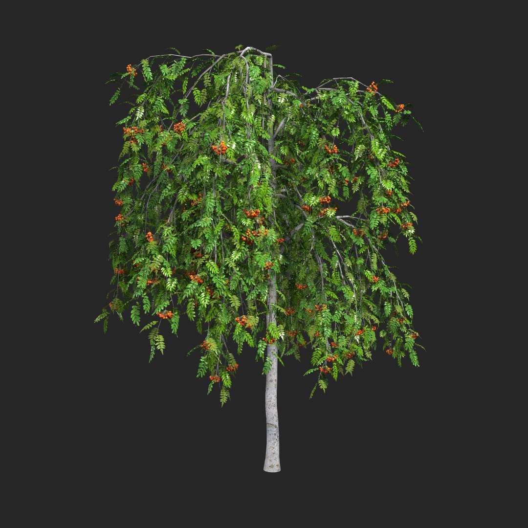 3D Rowan set 6 - Sorbus aucuparia edulis https://p.turbosquid.com/ts-thumb/5p/MqkHox/Bw/sorbus_aucuparia_pendula_4000d/jpg/1649665000/1920x1080/fit_q87/09b07b0114689bc66f103f0b5403b3274dbe8a5b/sorbus_aucuparia_pendula_4000d.jpg
