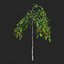 Рябина набор 6 - Sorbus aucuparia edulis