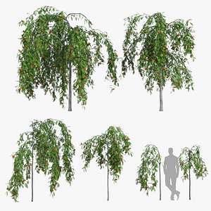 3D Rowan set 6 - Sorbus aucuparia edulis