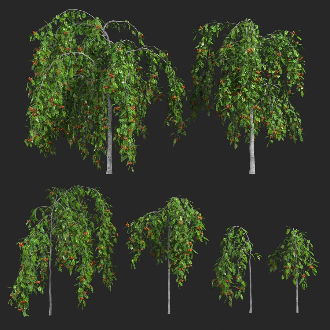 3D Rowan set 6 - Sorbus aucuparia edulis https://p.turbosquid.com/ts-thumb/5p/MqkHox/jO/sorbus_aucuparia_pendula_all_a/jpg/1649664996/1920x1080/fit_q87/3e8232ddd2112651f63a76df2d78dd5d4309f07f/sorbus_aucuparia_pendula_all_a.jpg