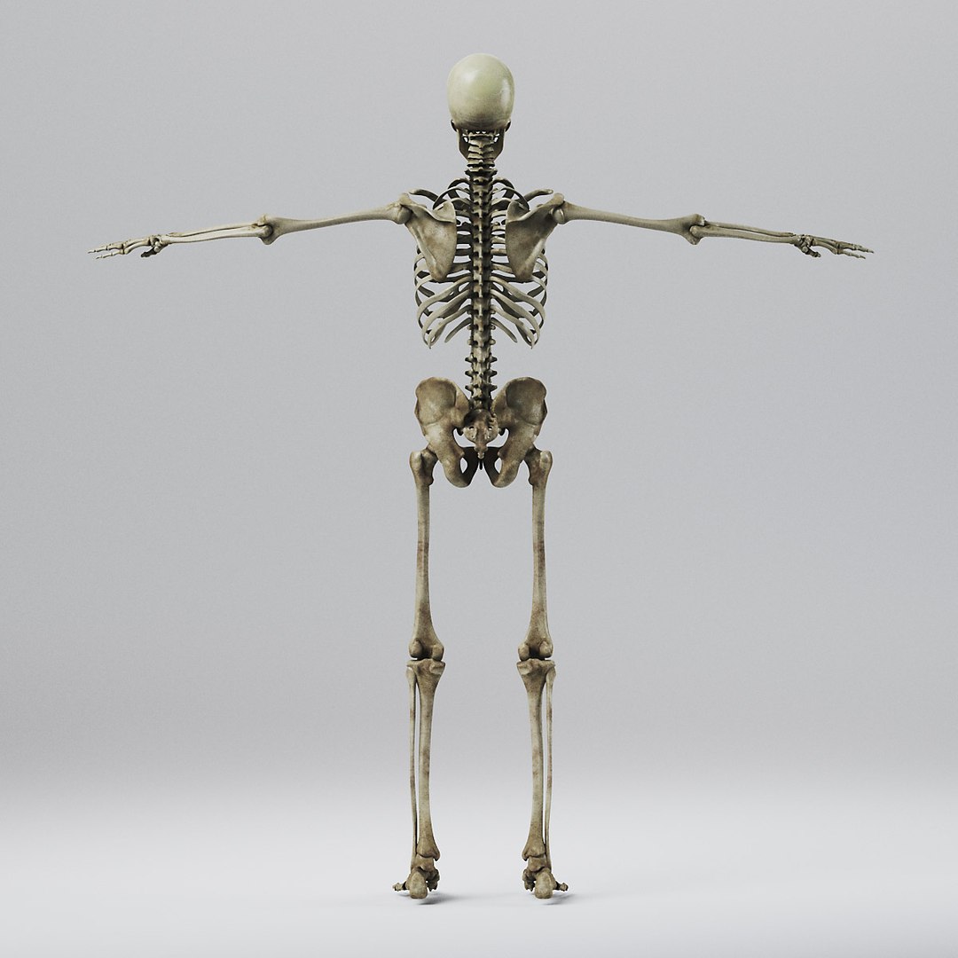Human Skeleton - Nose Anatomy 3d Model