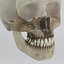 human skeleton - nose anatomy 3d model