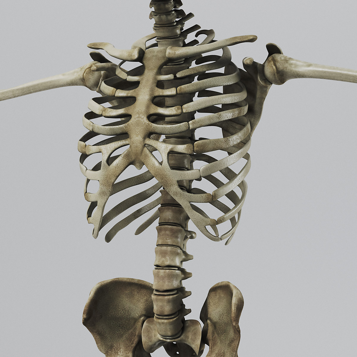 Human Skeleton - Nose Anatomy 3d Model