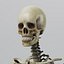 human skeleton - nose anatomy 3d model