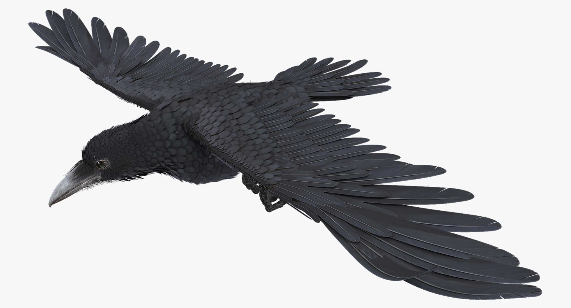 Raven Animate 3D Model - TurboSquid 1484824