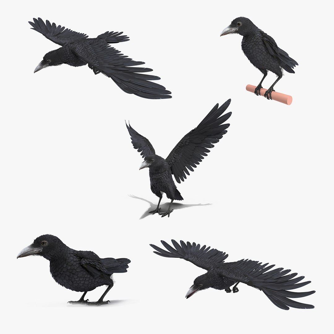 Raven Animated Collection 3D model preview
