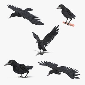 raven animate 3D model
