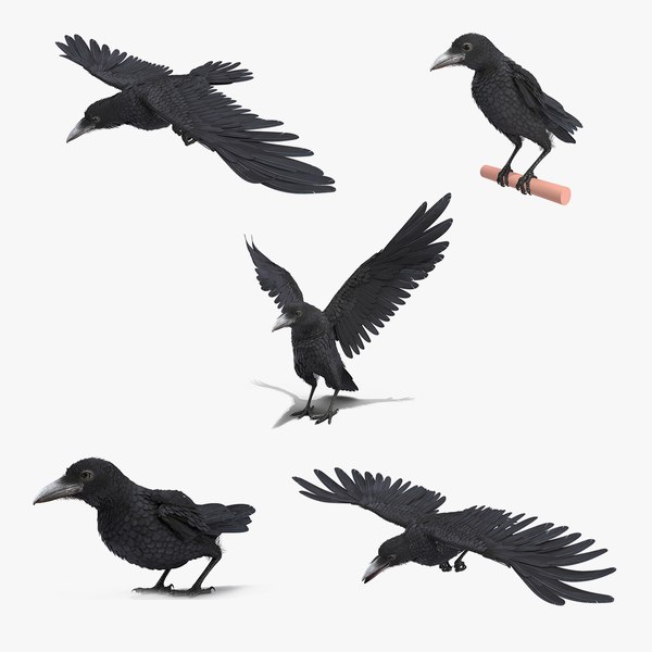 3dsmax rigged raven animations