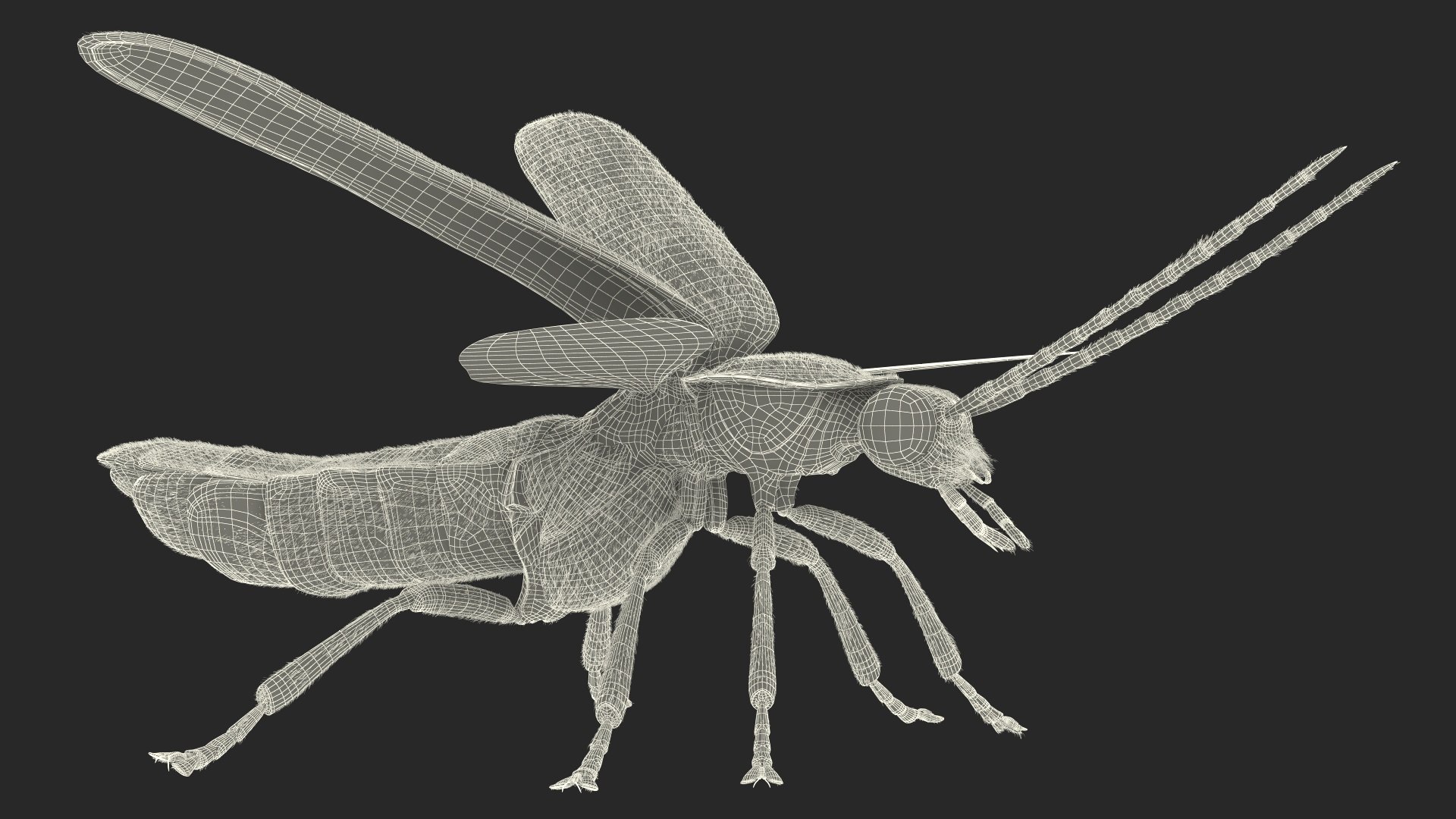 Photinus Pyralis Basic Pose Fur Model - TurboSquid 2170446