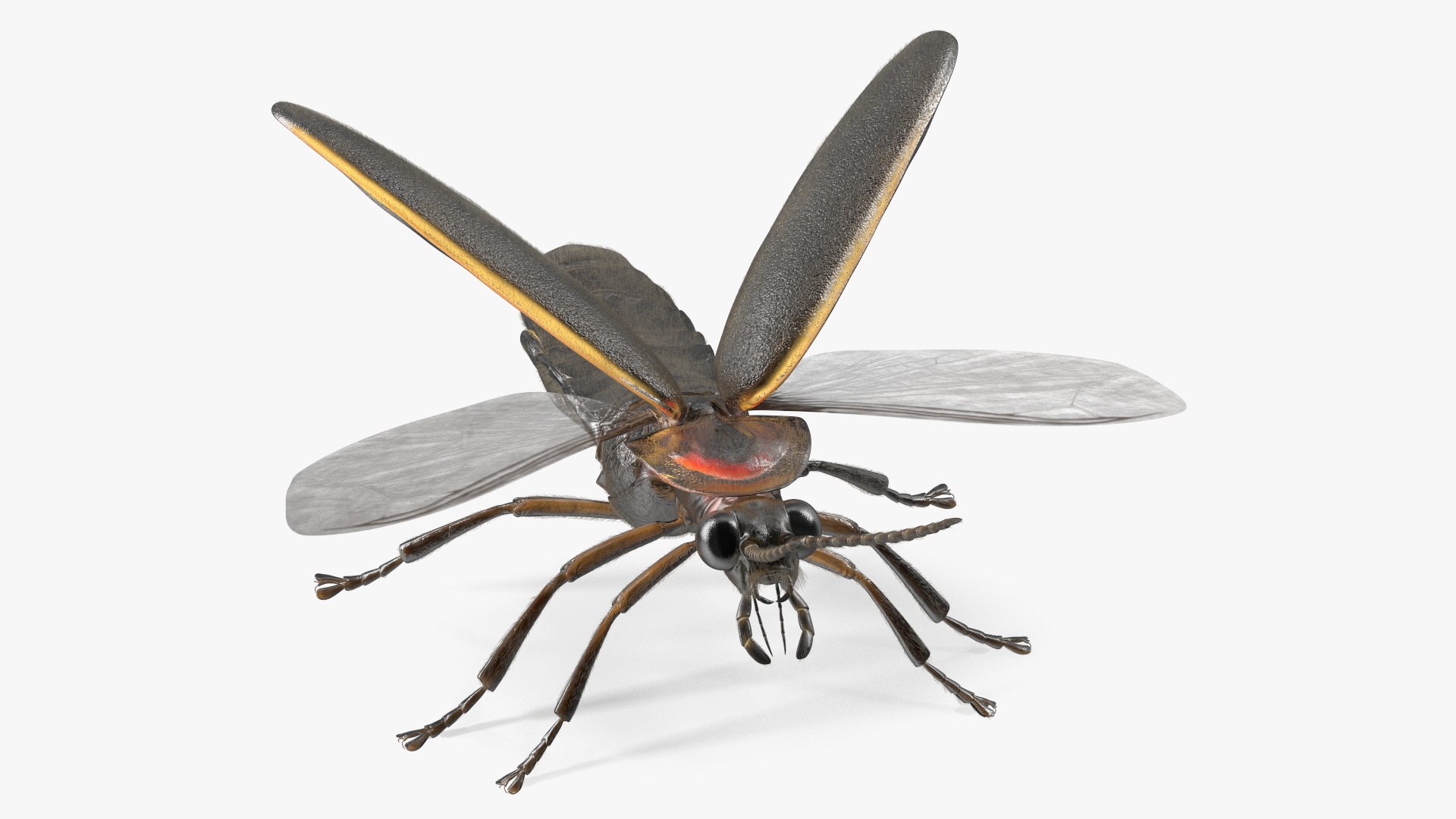 Photinus Pyralis Basic Pose Fur Model TurboSquid 2170446