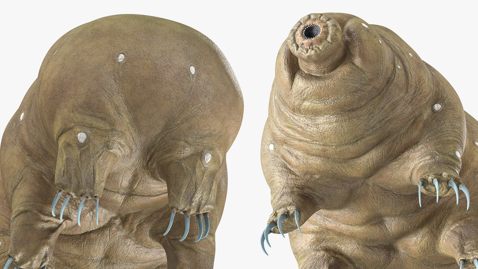 3D model Animal Tardigrade Walking Animated Rigged For Maya https://p.turbosquid.com/ts-thumb/5p/knx0CU/hf/animal_tardigrade_walking_animated_rigged_for_maya_008/jpg/1775148036/1920x1080/fit_q87/9afdf39969535985efdfe63a42369deb61c28938/animal_tardigrade_walking_animated_rigged_for_maya_008.jpg