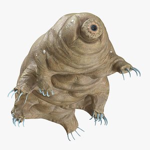 Animal Tardigrade Walking Animated Rigged For Maya