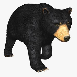max american black bear