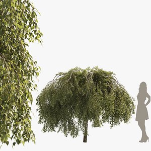 Green Weeping Willow Tree 01 model